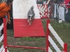  - Concours d'agility de Martigues