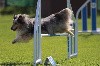  - June au concours d'agility des Pennes Mirabeau