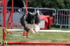  - Concours d'agility de Hyères