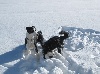  - Gus et Foxie à la neige