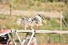  - Concours d'agility de Tarascon