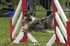  - Concours d'agility de Jeurre