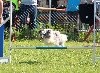  - Concours d'agility de Ferrals les Corbières