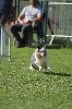  - Concours d'agility de Saint Etienne de Crossey