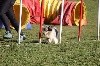  - Concours d'agility de Marignane