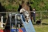  - Concours d'agility de Chambéry