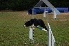  - Concours d'agility du CAC 83