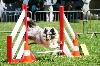  - Concours d'agility d'Annonay