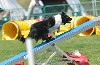  - Concours d'agility de Lorette