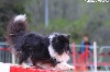  - Concours d'agility d'Avallon