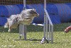  - N'Joy Magic Bleu au Championnat de France d'agility