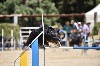  - Concours d'agility de Saint Laurent de Mure