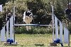  - Concours d'agility de Saint Martin de Crau