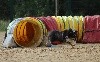  - Concours d'agility des Cadéous