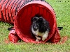  - Concours d'agility de Saint Ouen en Belin