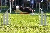  - Concours d'agility de Chambéry