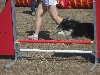  - Concours d'agility de Marignane