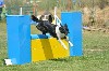  - Concours d'agility de Saint Martin de Crau