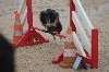  - Concours d'agility de Saint Paul les Dax