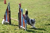  - First Lady et Océane au Grand Prix de France d'agility