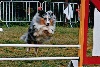  - Concours d'agility de Mézel