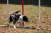  - Concours d'agility d'Aix Sport Canin