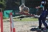  - Concours d'agility des Cadeou