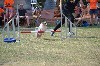  - Concours d'agility des Cadéous