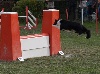  - Concours d'agility d'Aix en Provence