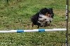  - Concours d'agility en Corse