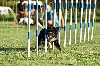  - Concours d'agility des Cadéou