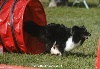  - Concours d'agility de Bompas