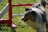  - Concours d'agility d'Aix en Provence