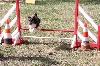  - Concours d'agility de Briançon