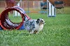  - Concours d'agility de Tarascon