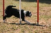  - Concours d'agility de Miramas