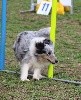  - Concours d'agility des Cadéous