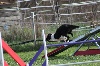  - Concours d'agility de Miramas