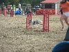  - Concours d'agility de Hyères