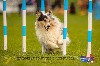  - Légolas au Championnat de France d'agility 2024