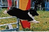  - Concours d'agility du Chaffaut