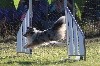  - Concours d'agility de Fos