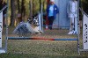  - Concours d'agility de Serrières en Chautagne