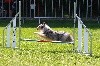  - Concours d'agility de Villeneuve Loubet