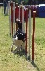  - Concours d'agility de Ferrals les Corbières