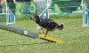  - Concours d'agility du SCCE