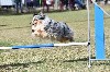  - Concours d'agility d'Avignon