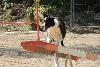  - Concours d'agility d'Aix en Provence