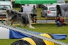  - Concours d'agility de Martigues