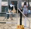  - Concours d'agility de Ferrals les Corbières